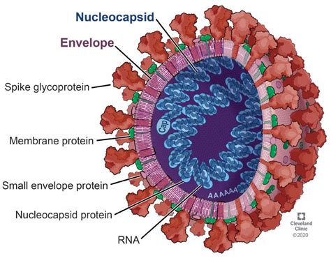 Virus Cell COVID
