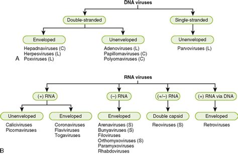 Virus Classification Chart
