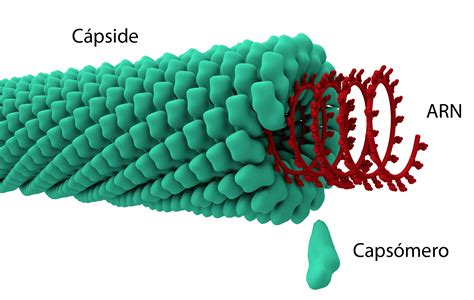 virus con capside helicoidal