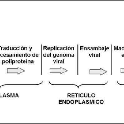 virus del dengue estructura y ciclo viral