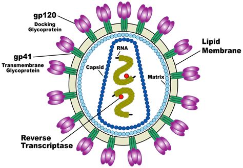 virus hiv