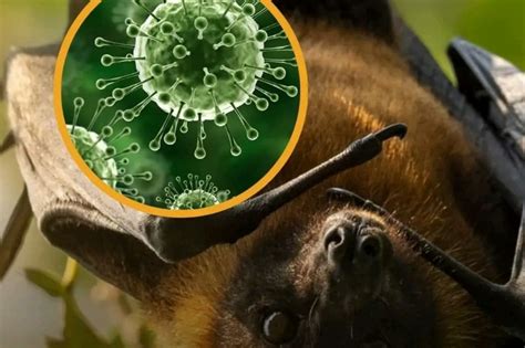 Nipah Virus: A Complete Guide to Understanding This Emerging Zoonotic Threat