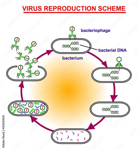 Virus Reproduction