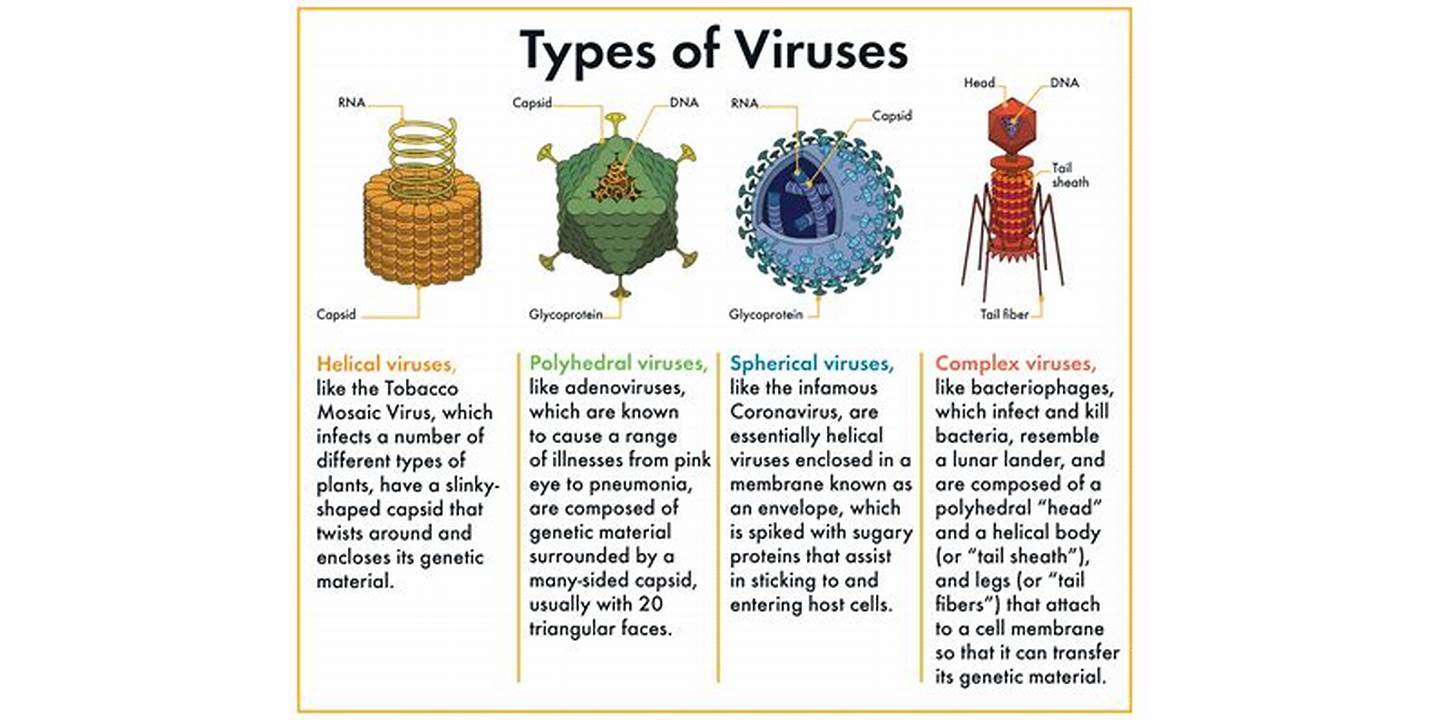 Viruses and bacteria size and structure