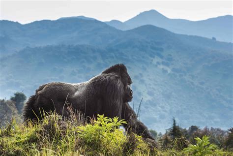 visit mountain gorillas rwanda