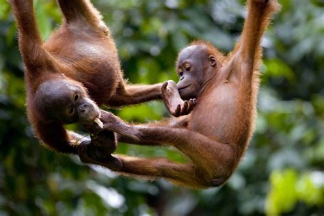 visit orangutans in borneo