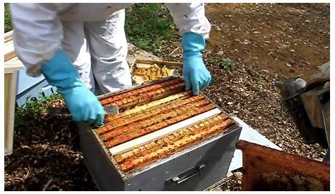 Visite de printemps d'un rucher de VILLE – Des Ruches en Ville - SOS