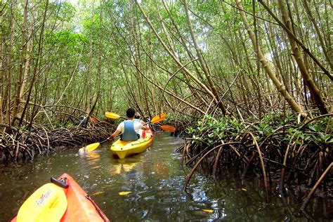 visite de la mangrove