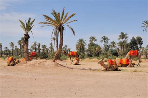 visiter la palmeraie marrakech