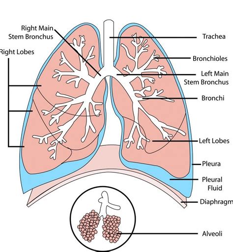 Visual Examination Of Trachea And Bronchus