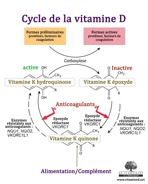 Vit K Et Coagulation