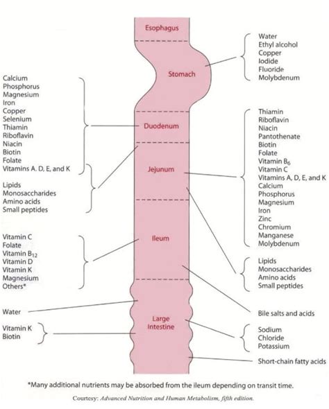 Vitamin Absorption Chart