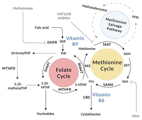 Vitamin B And Alcohol Interaction