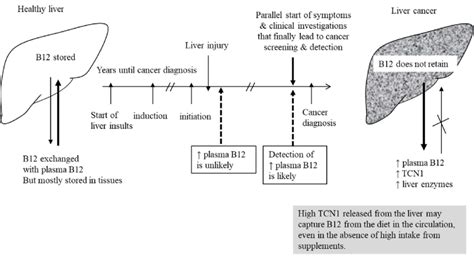 Vitamin B12 Liver Function