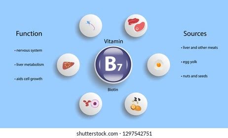 Vitamin B7 Main Function