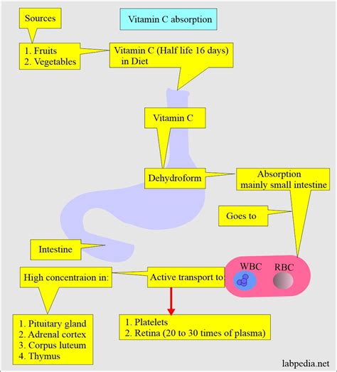 Vitamin C And Adderall Absorption