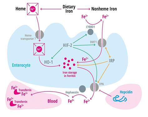 Vitamin C And Heme Iron Absorption