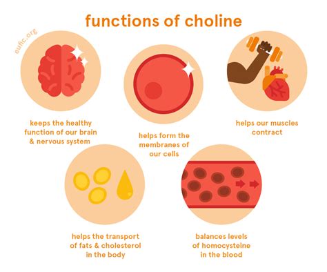 Vitamin Choline Function