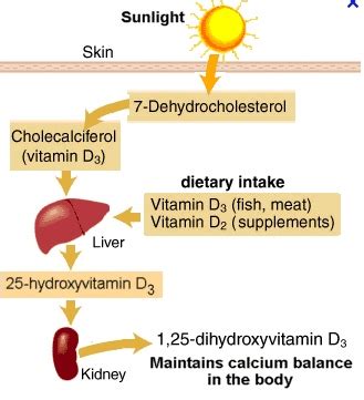 Vitamin D 25 Hydroxy D3