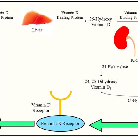 Vitamin D Copper Interaction