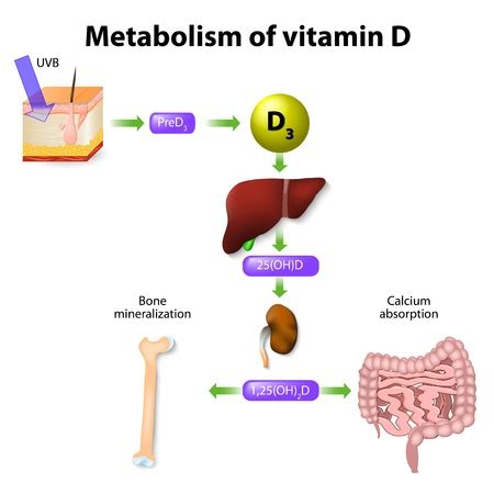 Vitamin D Function Phosphate
