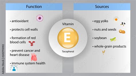 vitamin e's main function in the body is to quizlet