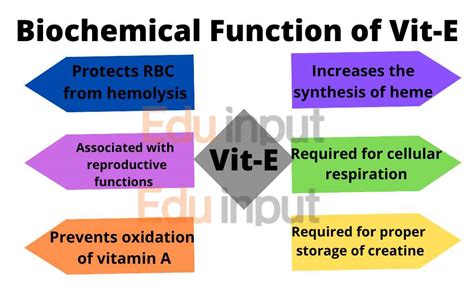 Vitamin E And Its Function