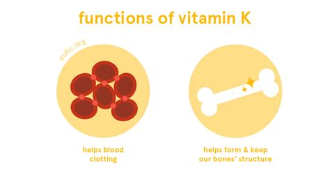 Vitamin K Major Function