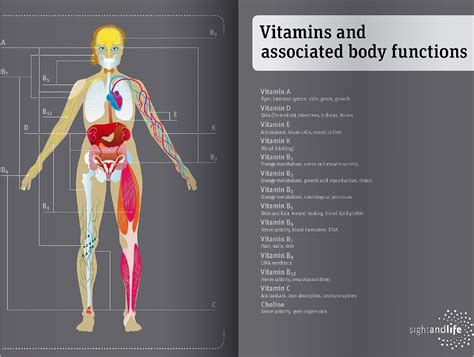 Vitamins And Functions In The Body