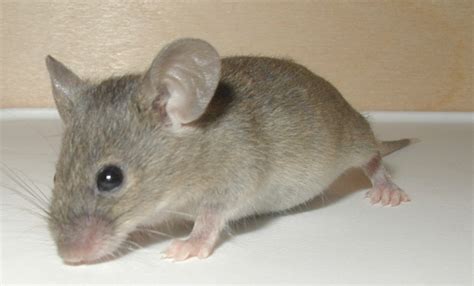 vitesse souris animal