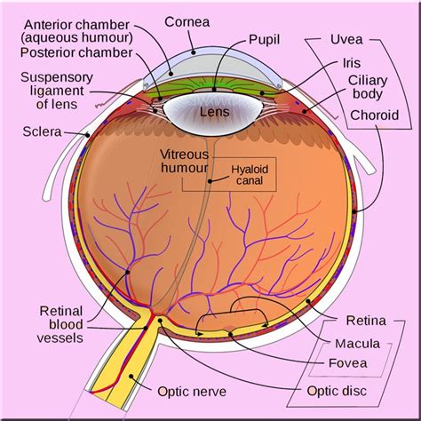 vitreous body definition eye