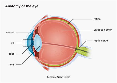 vitreous humor anatomy