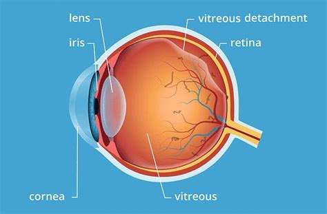 vitreous humor definition anatomy