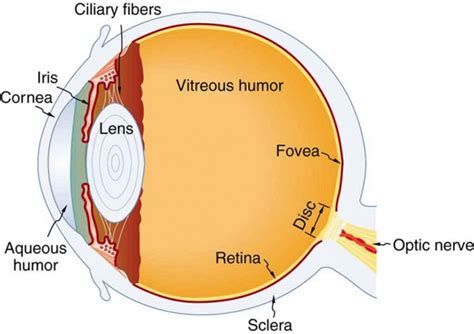 vitreous humor definition physics