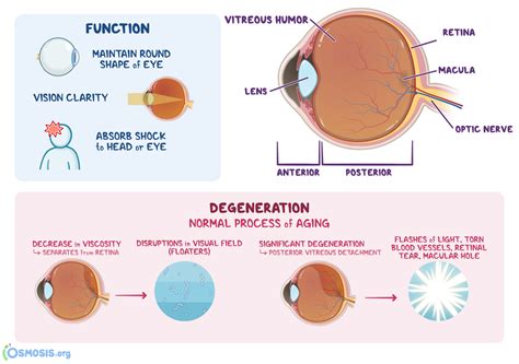 vitreous humor location and function
