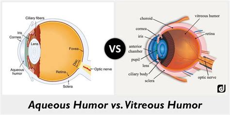 vitreous humor vs aqueous humor