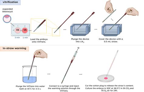 vitrification