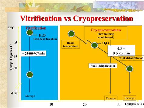 vitrification vs cryopreservation