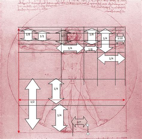 vitruvian man proportions explained