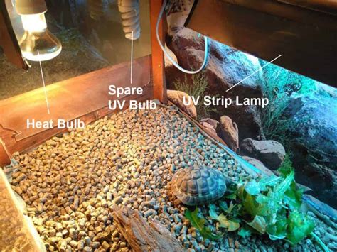 Vivarium Heat Lamp Setup