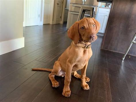 vizsla dog near me