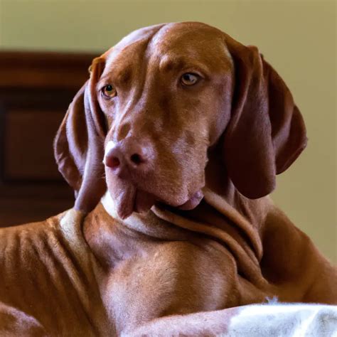 Vizsla Lion Costume