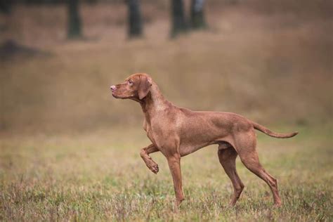 Vizsla Pointing Printable Pics