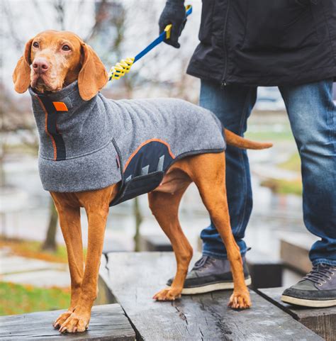 Vizsla Winter Clothes