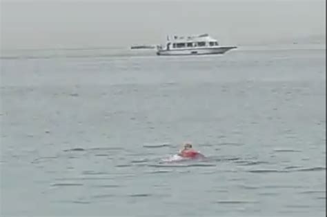 vladimir shark attack