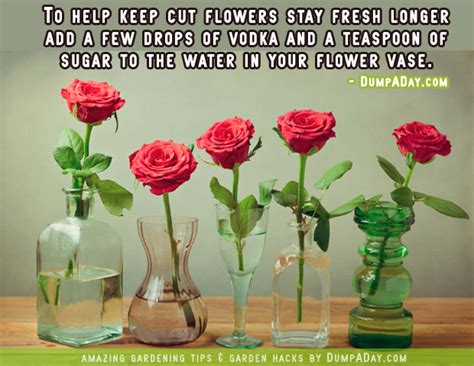 Vodka For Cut Flowers