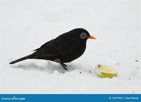 Voedsel Merel Winter