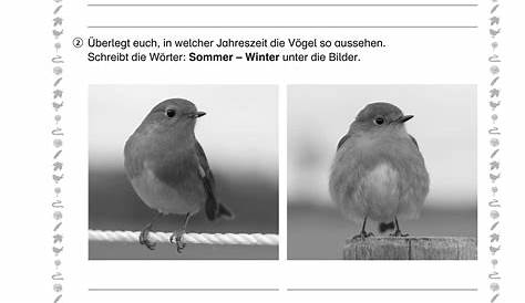 Vögel im Winter | Lernbiene Verlag | Vögel im winter, Zehner und einer