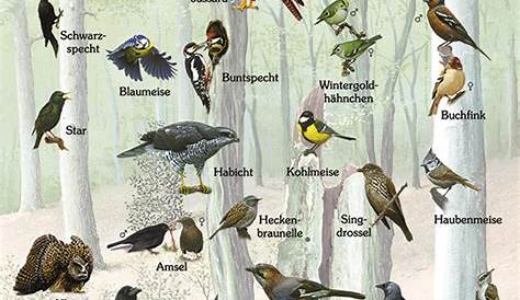 MEMO Lehrmittel - Waldmappe - Vögel des Waldes