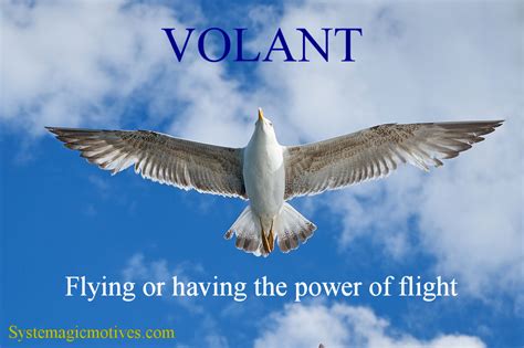 volant meaning in hindi